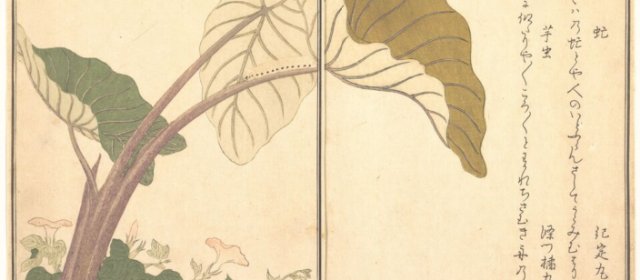 喜多川歌磨头像